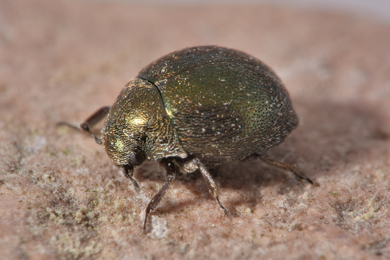 Byrrhidae: Lamprobyrrhulus nitidus